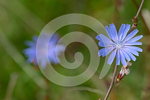 Blue chicory plant flower