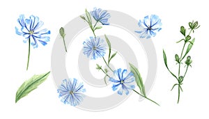 Blue chicory. Set of wild meadow flowers. Flower heads, bud, leaf. Cichorium. Delicate intybus branch. Floral watercolor