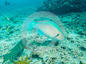 A blue-chin parrotfish at isla floreana in the galapagos