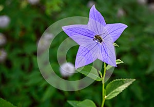 Blue Chinese Bellflower blooming in a garden, being pollinated by a bee, dark green foliage background