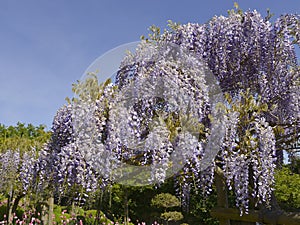 Blue Chinese wisteria