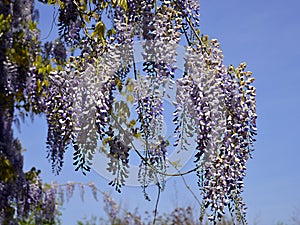 Blue Chinese wisteria