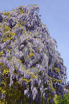 Blue Chinese wisteria