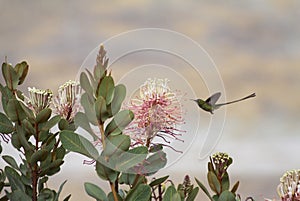 Blue-chinned Sapphire hummingbird feeding on a wild Lantana flower. Tropical bird feeding. Hummingbird in photo