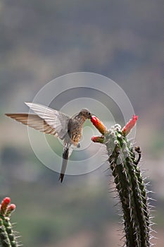 chinned Sapphire hummingbird (Chlorestes notata) feeding on a wild Lantana flower. Tropical bird feeding. Hummingbird in photo