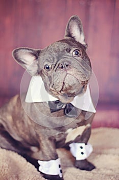 Blue & Chocolate Frenchie dressed up