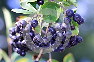 Blue chokeberry, Aronia arbutifolia