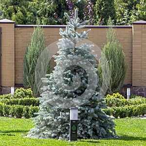 Blue Christmas tree on the green lawn near the cottage