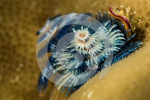 blue christmas tree worm