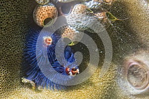 Blue christmas tree worm