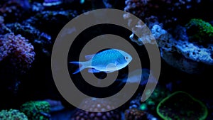 Blue chromis