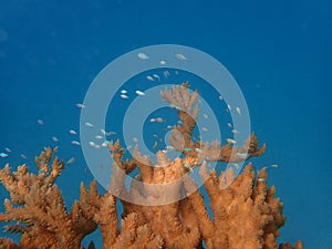 Blue chromis damselfish lagoon of bora fakarava french polynesia