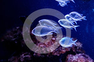 Blue chromis fish macro