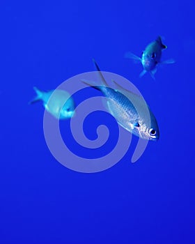 Blue chromis