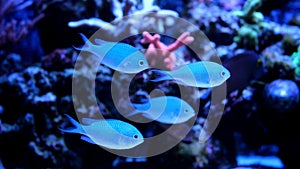 Blue Chromis swimming in coral reef aquarium