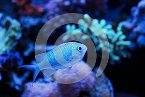 Blue Chromis swimming in coral reef aquarium