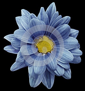 Blue chrysanthemum flower isolated on black background with clipping path. Closeup. no shadows. For design.