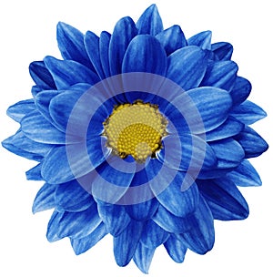 Blue chrysanthemum flower isolated on white background with clipping path. Closeup. no shadows. For design.