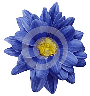 Blue chrysanthemum flower isolated on white background with clipping path. Closeup. no shadows. For design.