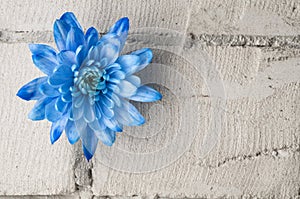 Blue chrysanthemum over grey brick wall