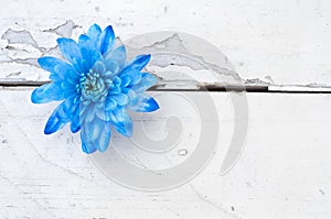 Blue chrysanthemum over white wooden background
