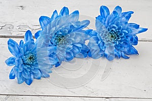 Blue chrysanthemums over white wooden background
