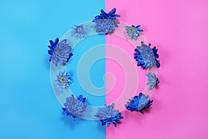 Blue chrysanthemums on two tone background, top view