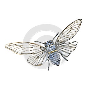 Blue cicada fly with detailed wings isolated on white background. Watercolor hand drawn realistic llustration for design