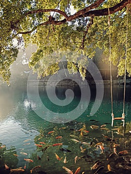 Blue Cicerem pake with gold fish and morning light