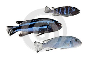 Blue cichlids isolated on white