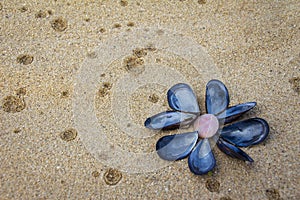 Blue clams on the beach sand