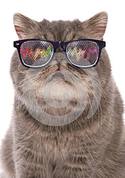 Blue classic tabby exotic shorthair with raving glasses