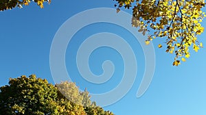 Blue clear sky surrounded by yellowing tree leaves.