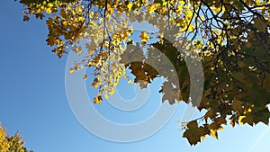 Blue clear sky surrounded by yellowing tree leaves.