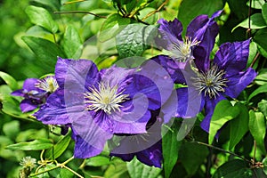 Blue clematis photo