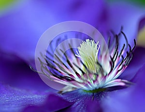 Blue Clematis