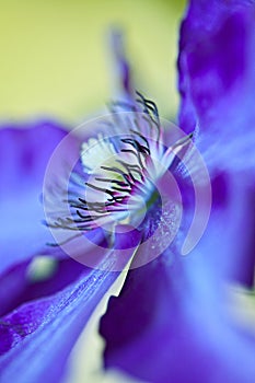 Blue Clematis
