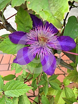 Blue clematis flower on a trellis