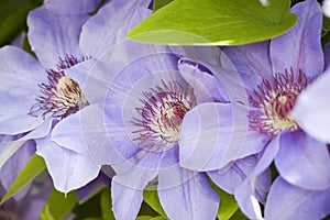 Blue clematis flowers