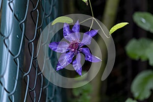 Blue clematis flowers creeping up the garden fence