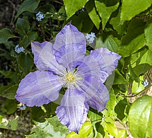 Blue Clematis with Forget me nots