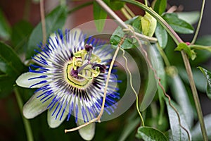 Blue climbing passionflower, close-up - Passiflora caerulea