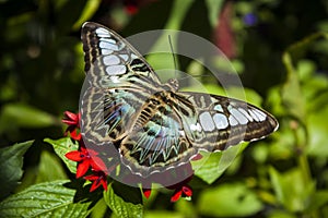 Blue Clipper butterfly