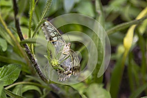 Blue Clipper Butterfly, Face, and Under Wings