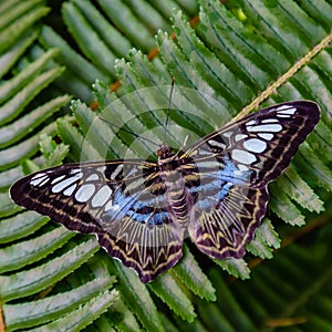 Blue Clipper butterfly on green fern