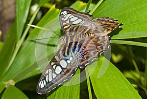 Blue Clipper Butterfly(Parthenos sylvia lilacinus)