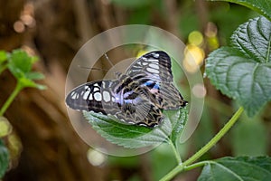 Blue Clipper Butterfly Parthenos Sylvia Wings Spread on Leaves