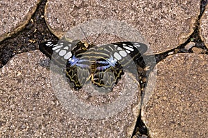 Blue Clipper Butterfly on Stone