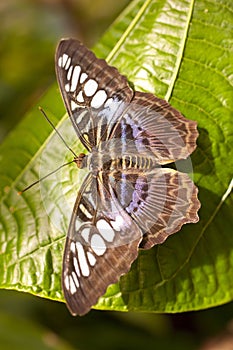 Blue Clipper Parthenos sylvia lilacinus