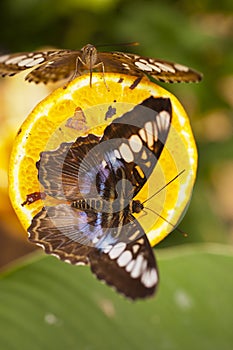 Blue Clipper Parthenos sylvia lilacinus